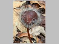 Gemeiner Helmlings-Schimmel